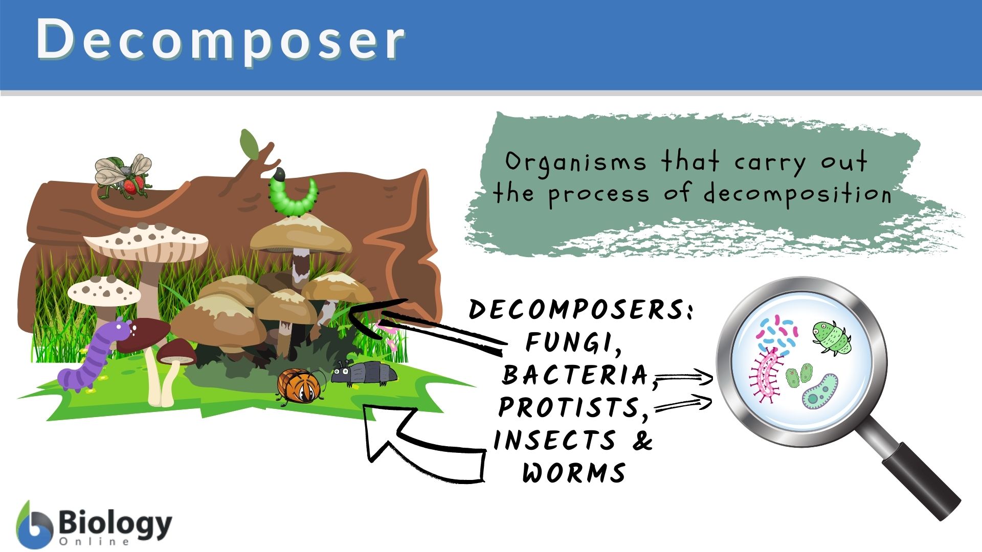 forest ecosystem diagram with decomposers