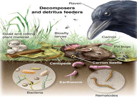 decomposers examples