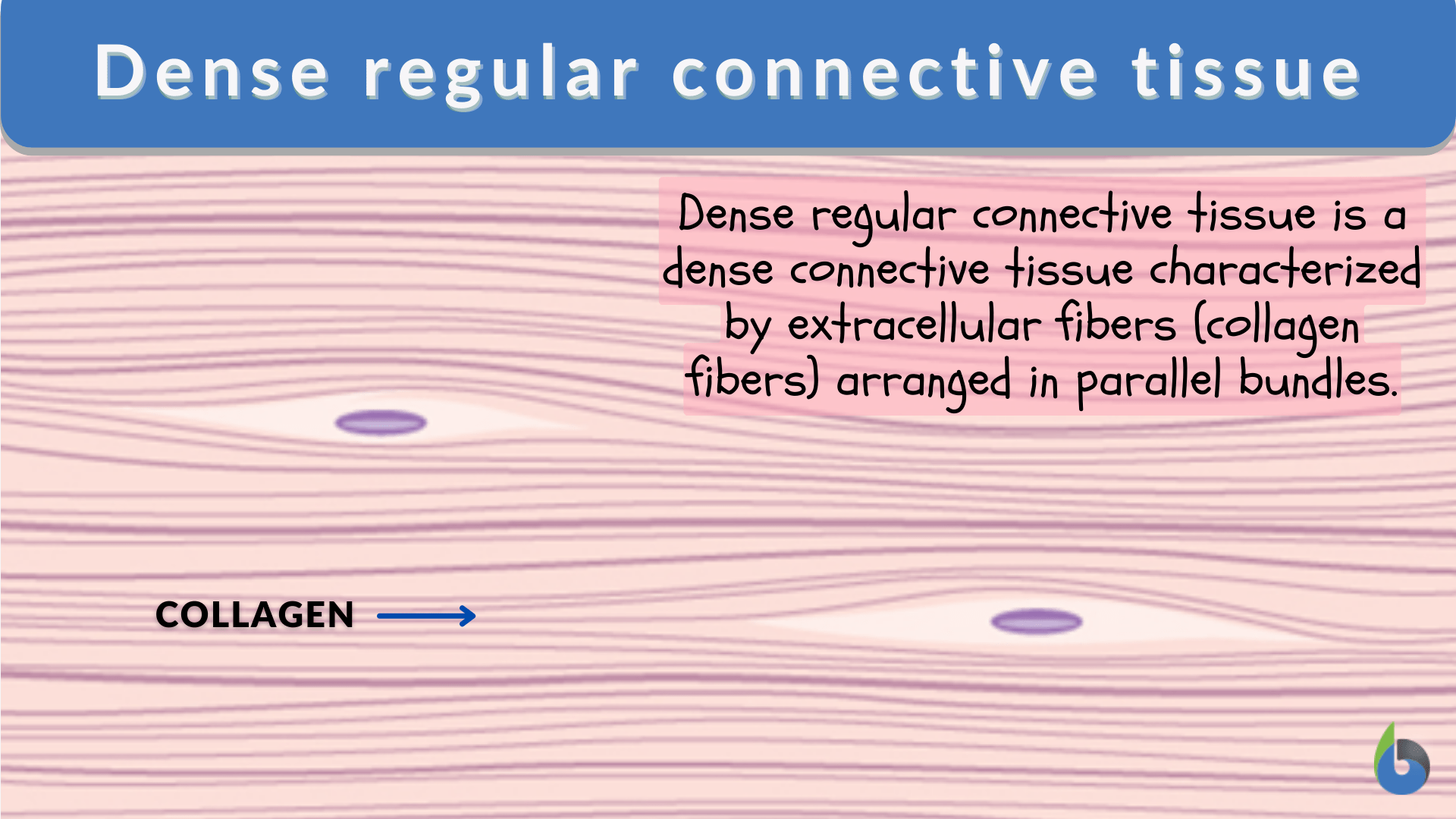 reticular connective tissue diagram