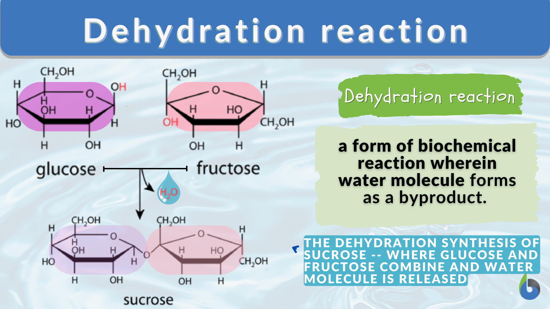 Dehydration Reaction Definition And Examples Biology Online Dictionary