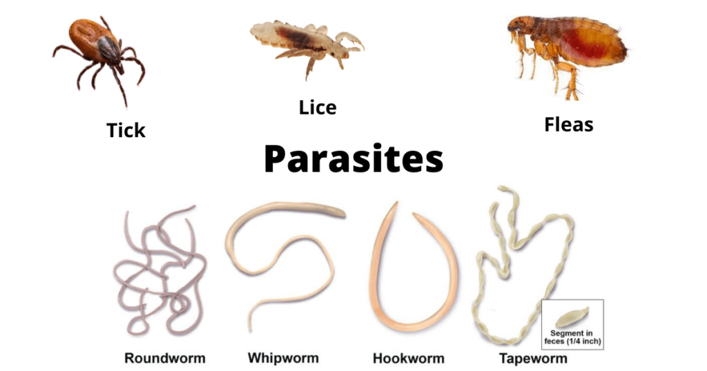 parasitism animals