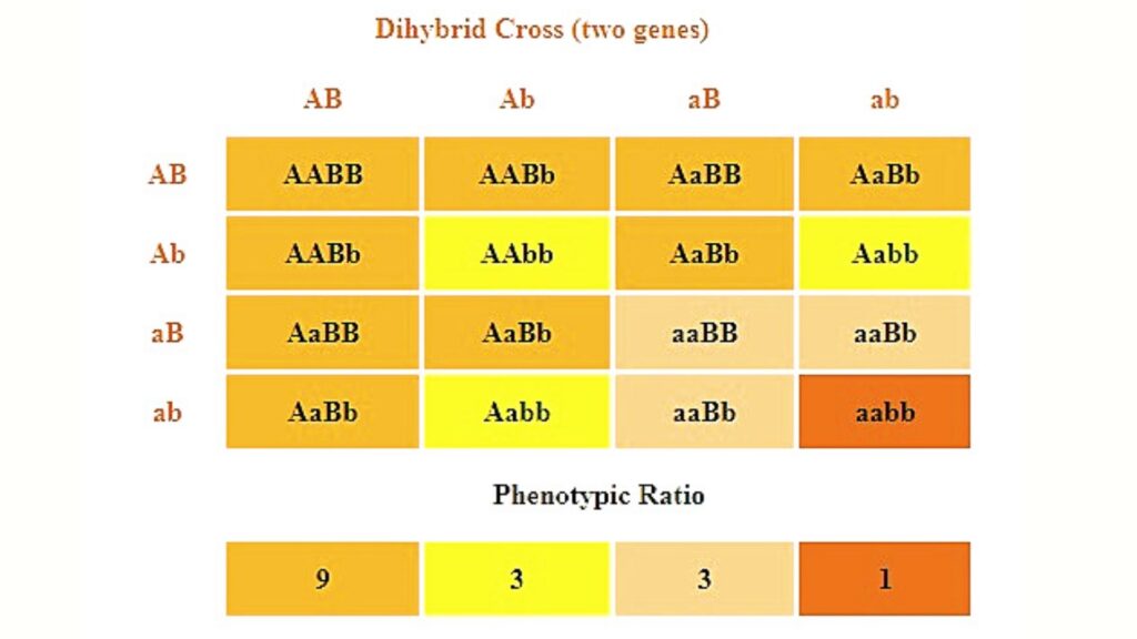 Phenotypic Ratio Definition And Examples Biology Online Dictionary 8873