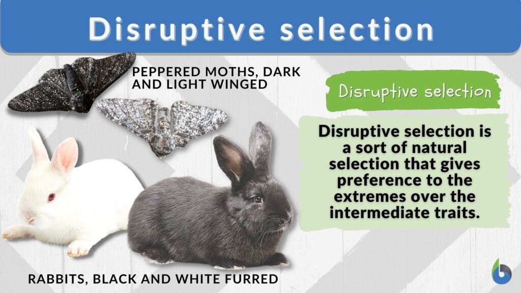 Disruptive Selection Other Words