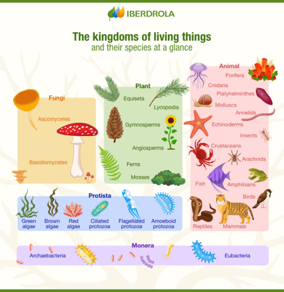 classification of animals kingdom phylum