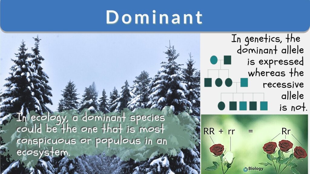 Dominant Definition And Examples Biology Online Dictionary