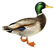 Aves - Definition and Examples - Biology Online Dictionary