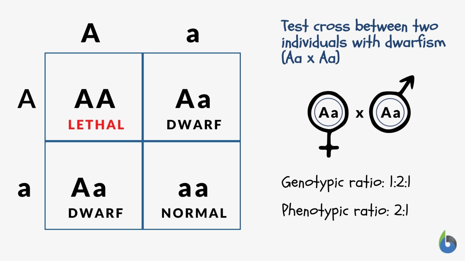 Complete Dominance Definition And Examples Biology Online Dictionary 0797