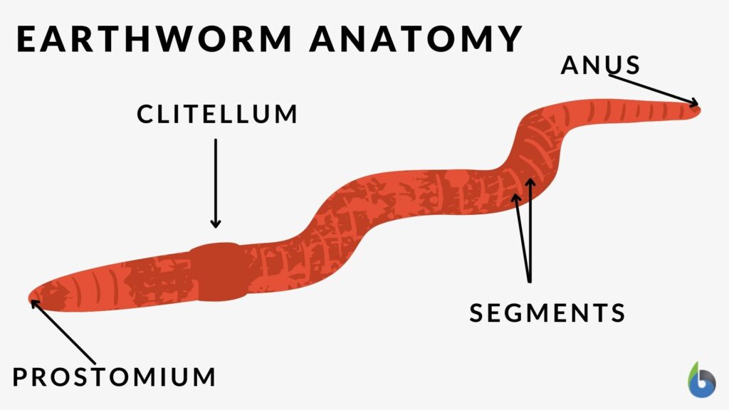 metamerism-definition-and-examples-biology-online-dictionary