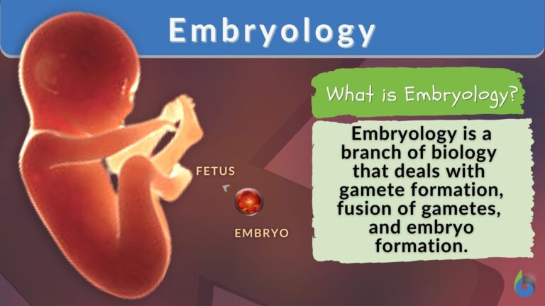 Embryology - Definition and Examples - Biology Online Dictionary