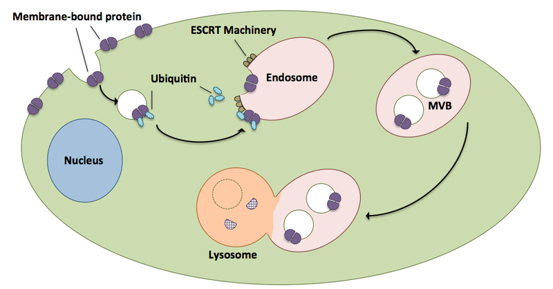 Endomembrane system - Definition and Examples - Biology Online Dictionary