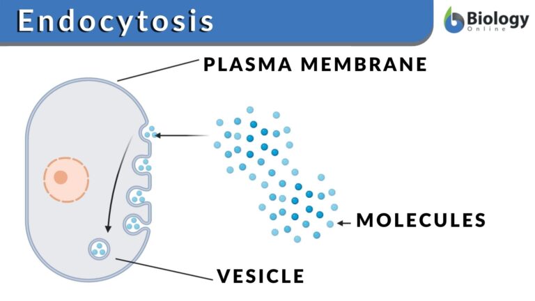 Endocytosis Definition and Examples - Biology Online Dictionary