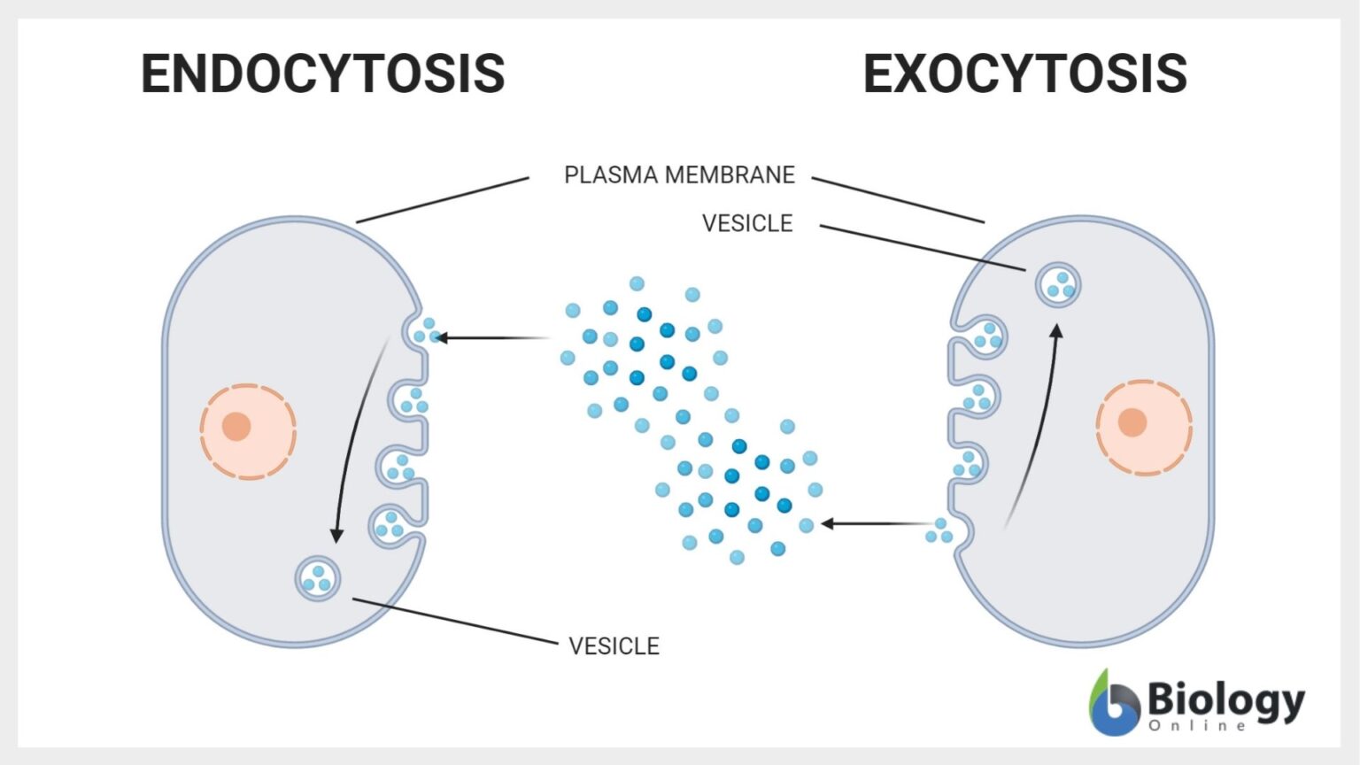 Endocytosis Definition And Examples Biology Online Dictionary