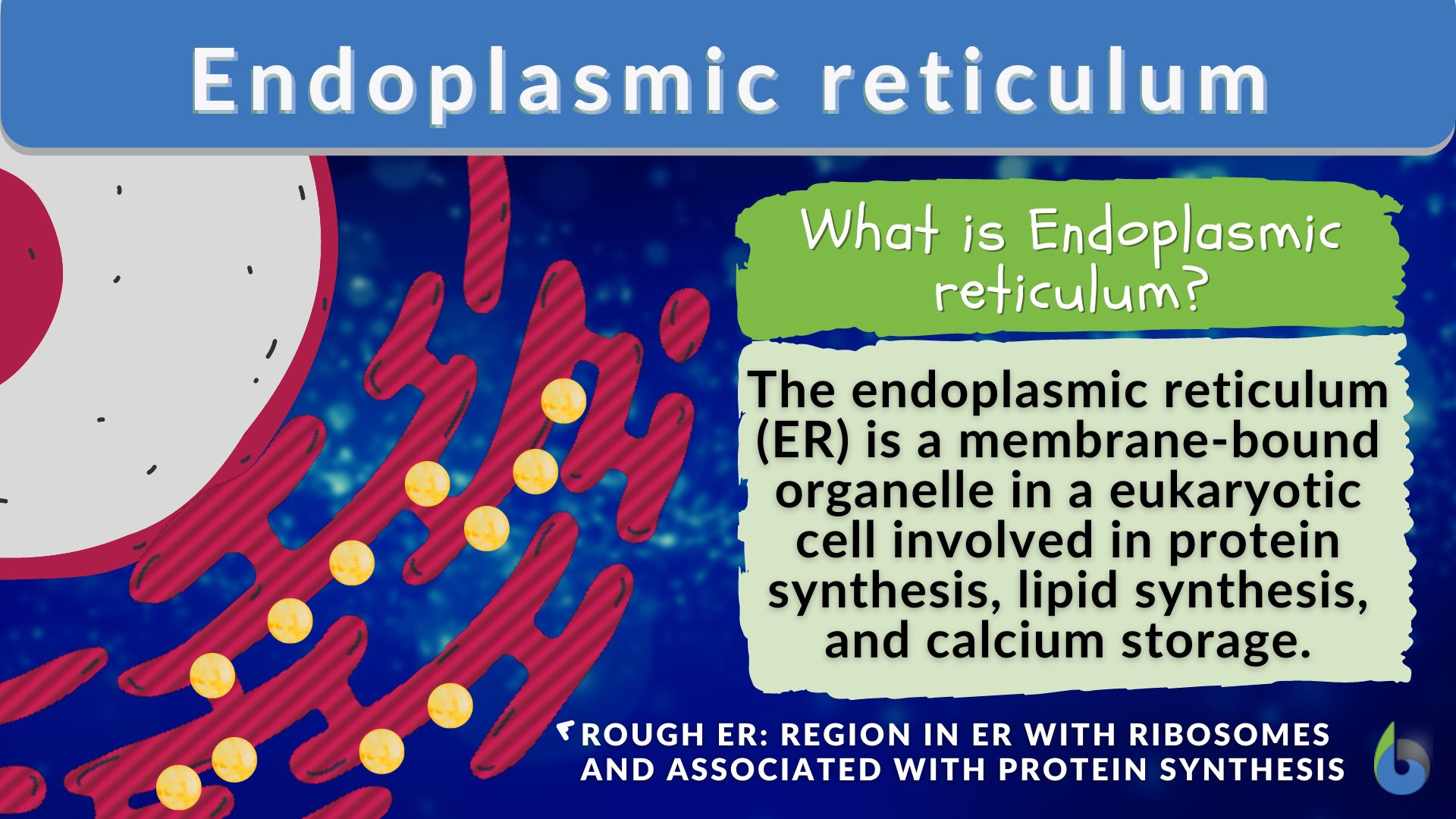 what is endoplasmic reticulum