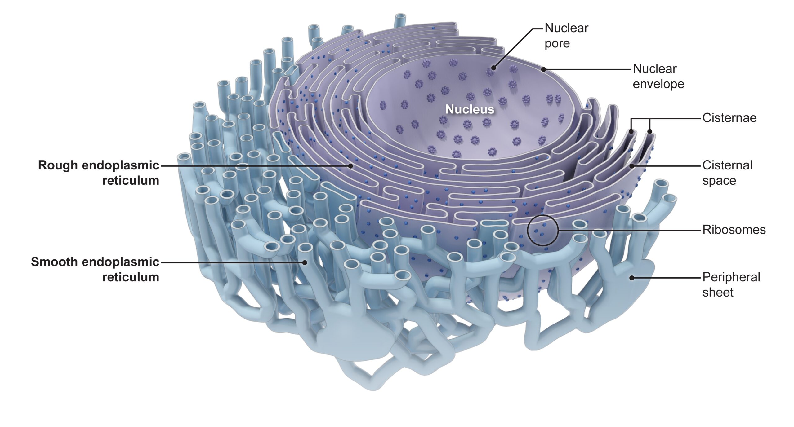 Endoplasmic Reticulum Definition And Examples Biology Online Dictionary