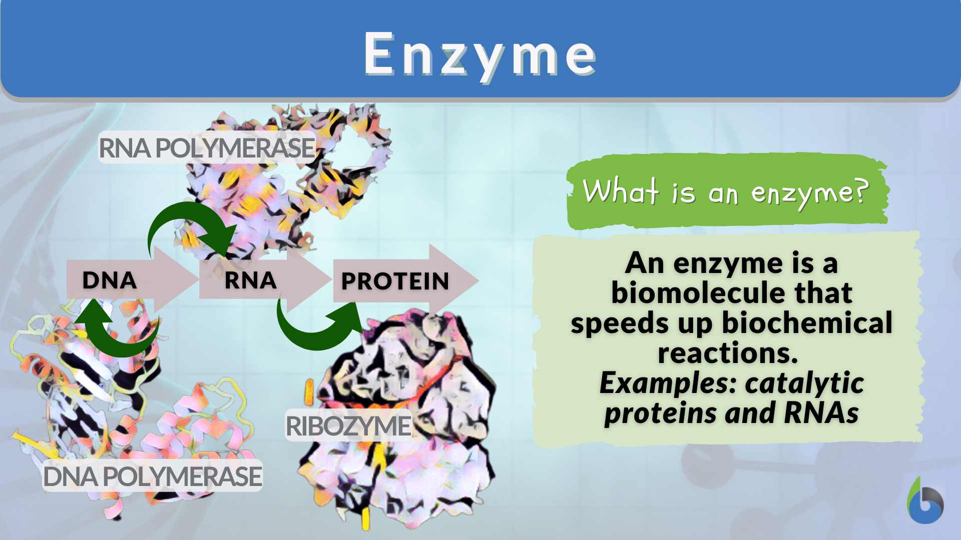 simple enzyme structure