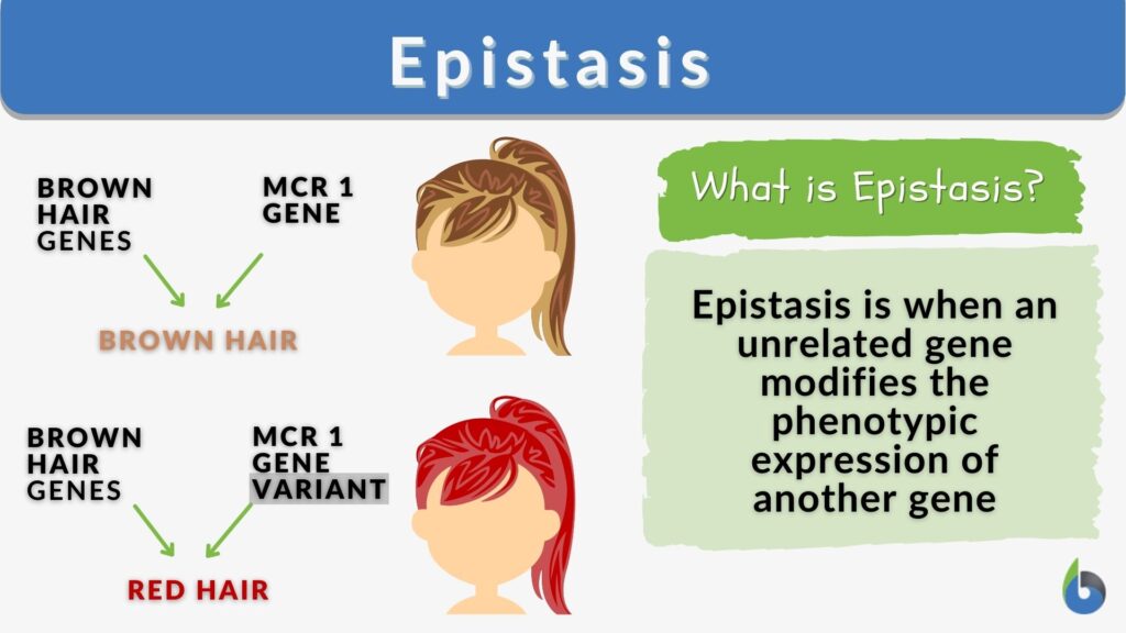 Epistasis Definition And Examples Biology Online Dictionary 3587