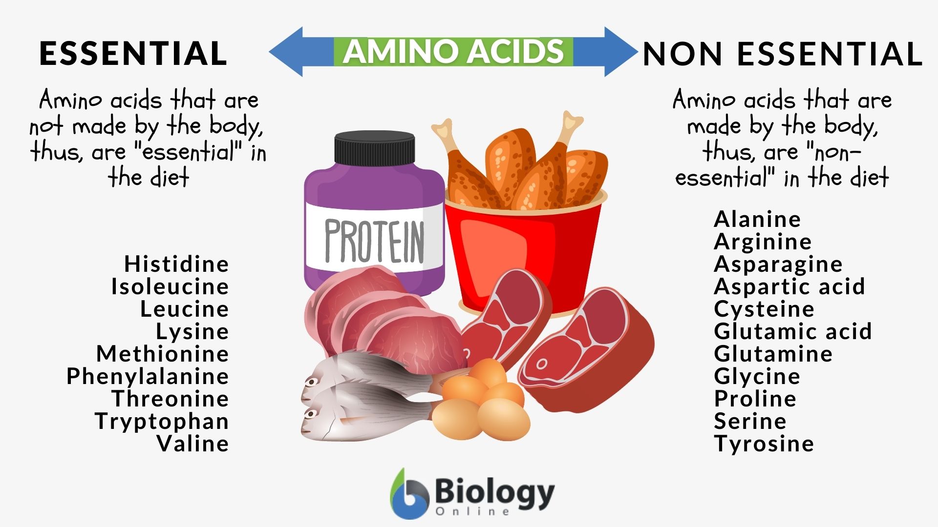 Metabolism Definition and Examples Biology Online Dictionary