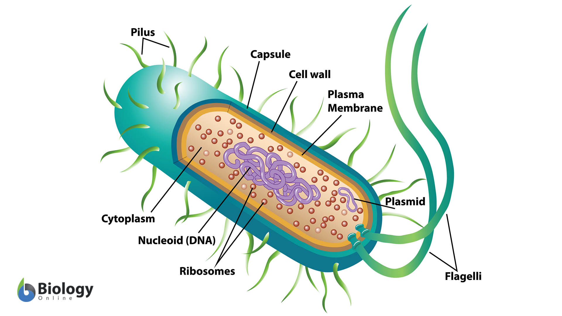 examples of bacteria kingdom