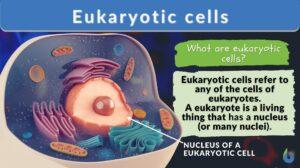 eukaryotic cells definition and example