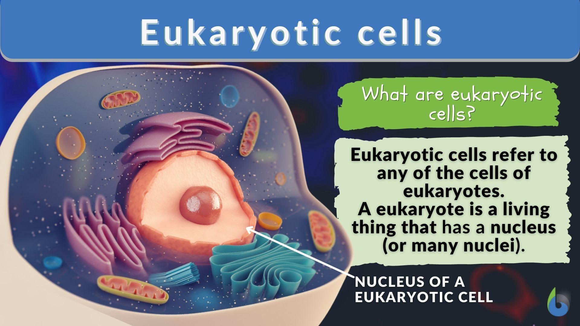Eukaryotic Cells Definition And Examples Biology Online Dictionary