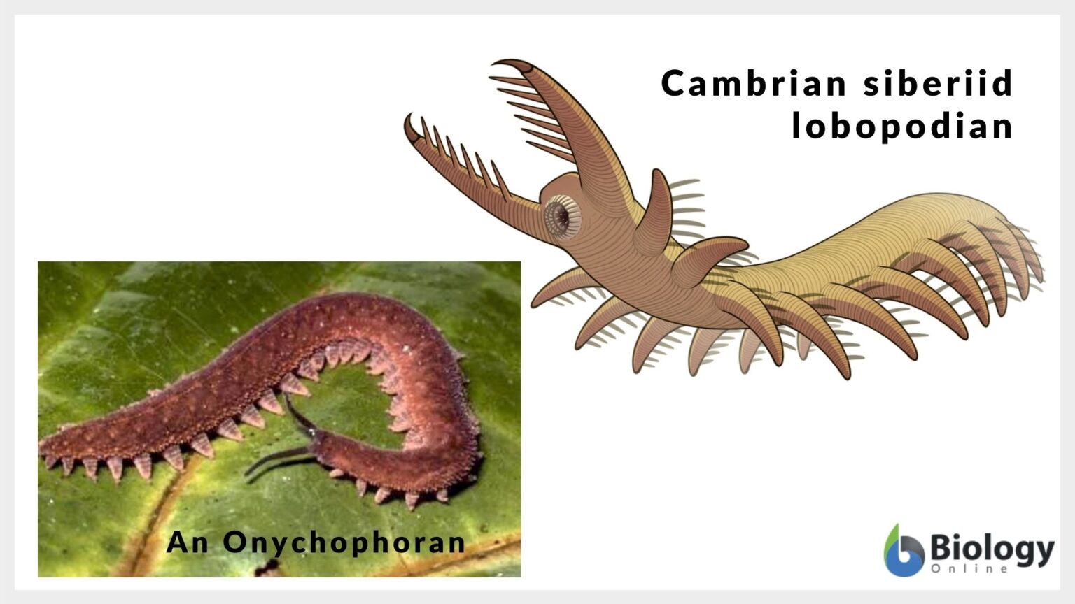 Arthropod - Definition and Examples - Biology Online Dictionary