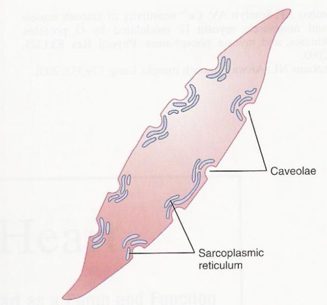 Smooth endoplasmic reticulum - Definition and Examples - Biology Online  Dictionary