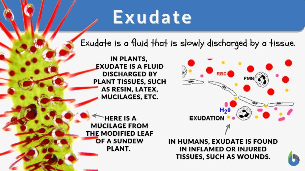 exudate-definition-and-examples-biology-online-dictionary