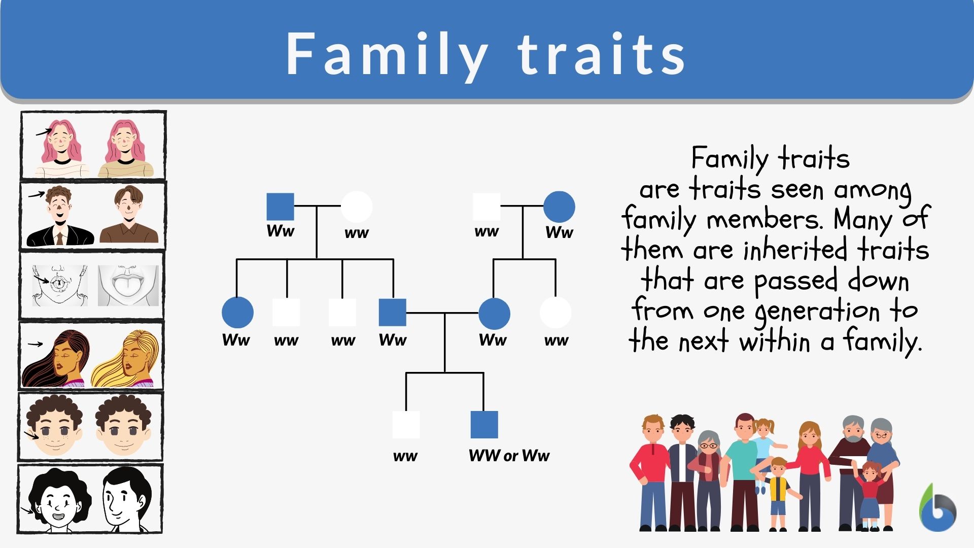 Family Traits Definition And Examples Biology Online Dictionary