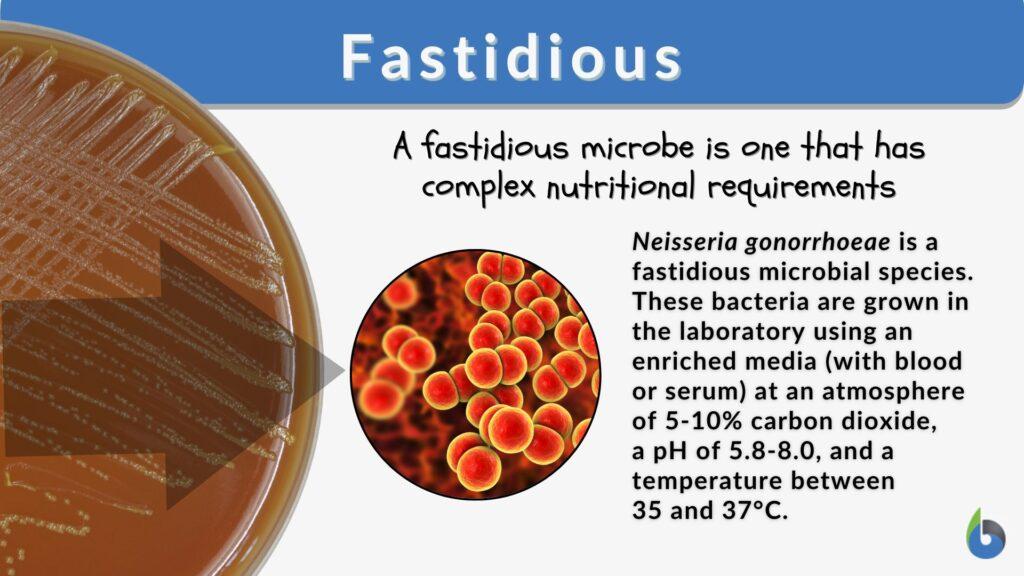 how-to-use-the-word-fastidious-in-a