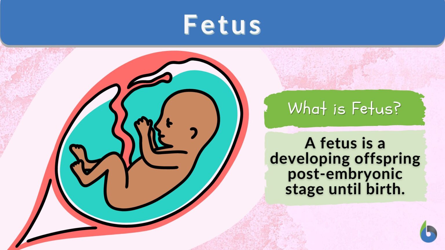 Fetus Definition And Examples Biology Online Dictionary 