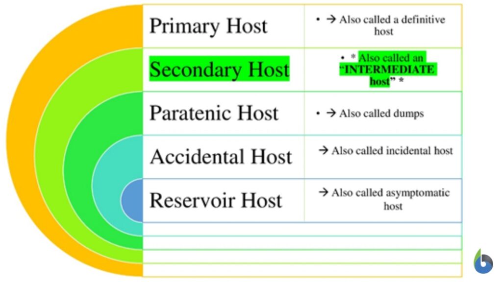 intermediate-host-definition-and-examples-biology-online-dictionary