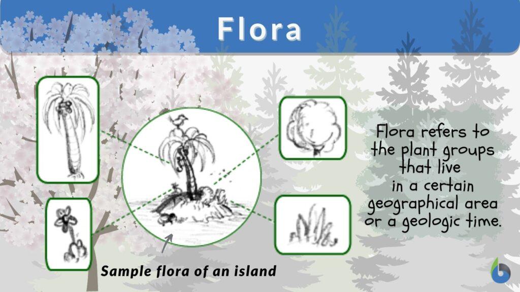 flora-definition-and-examples-biology-online-dictionary