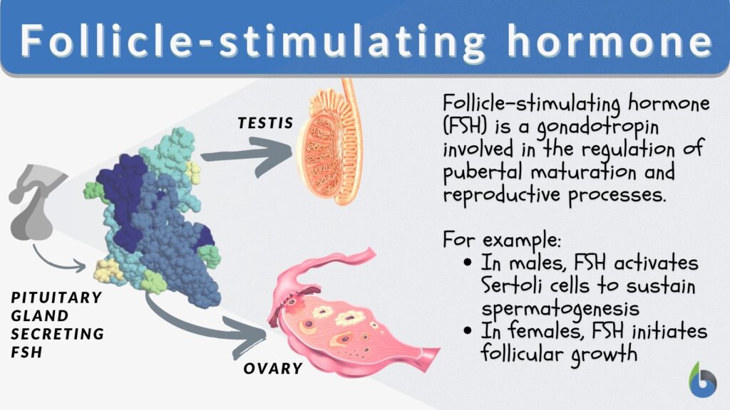 Follicle Stimulating Hormone Definition And Examples Biology Online