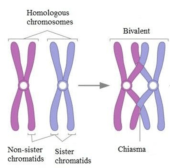 Bivalent Definition and Examples - Biology Online Dictionary