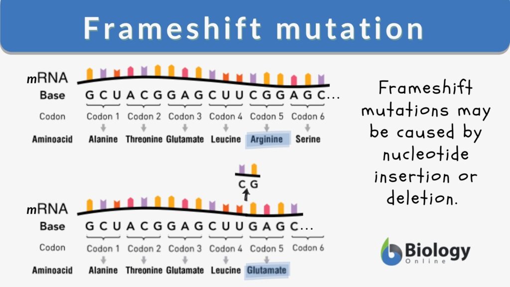 Frameshift mutation Definition and Examples Biology Online Dictionary