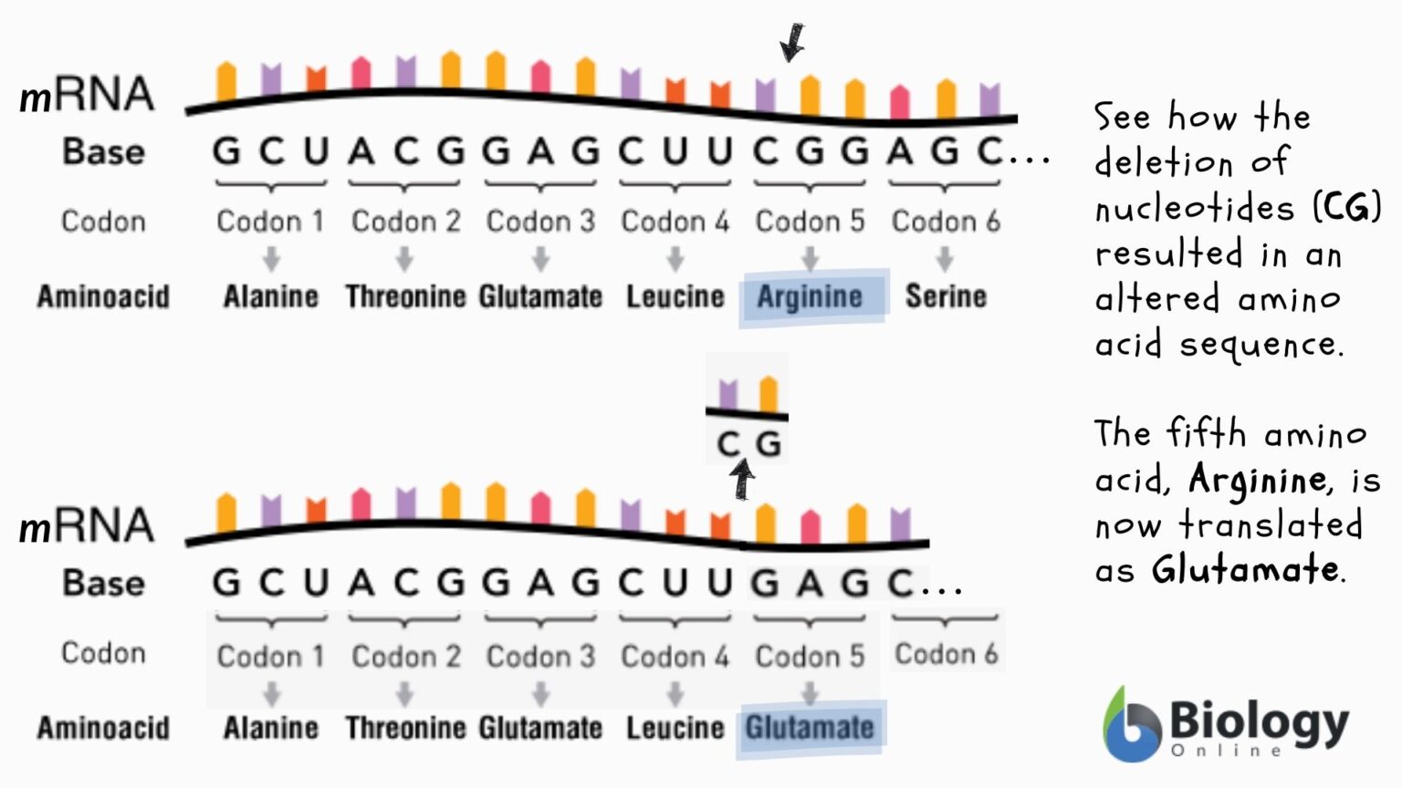 Frameshift Mutation Definition And Examples Biology Online Dictionary