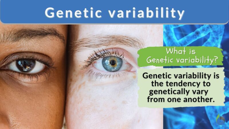 genetic-variability-definition-and-examples-biology-online-dictionary