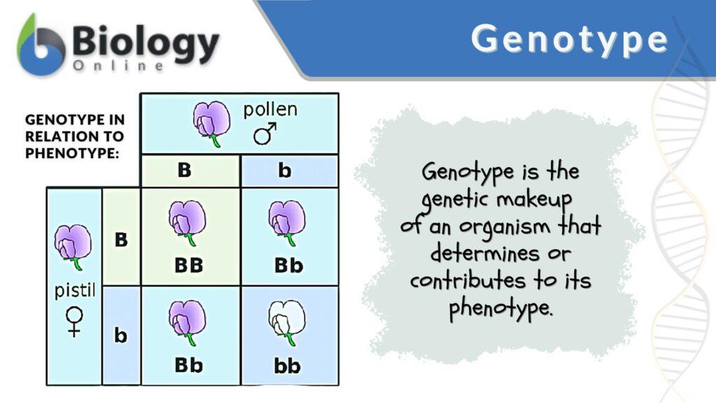 Genotype - Definition And Examples - Biology Online Dictionary