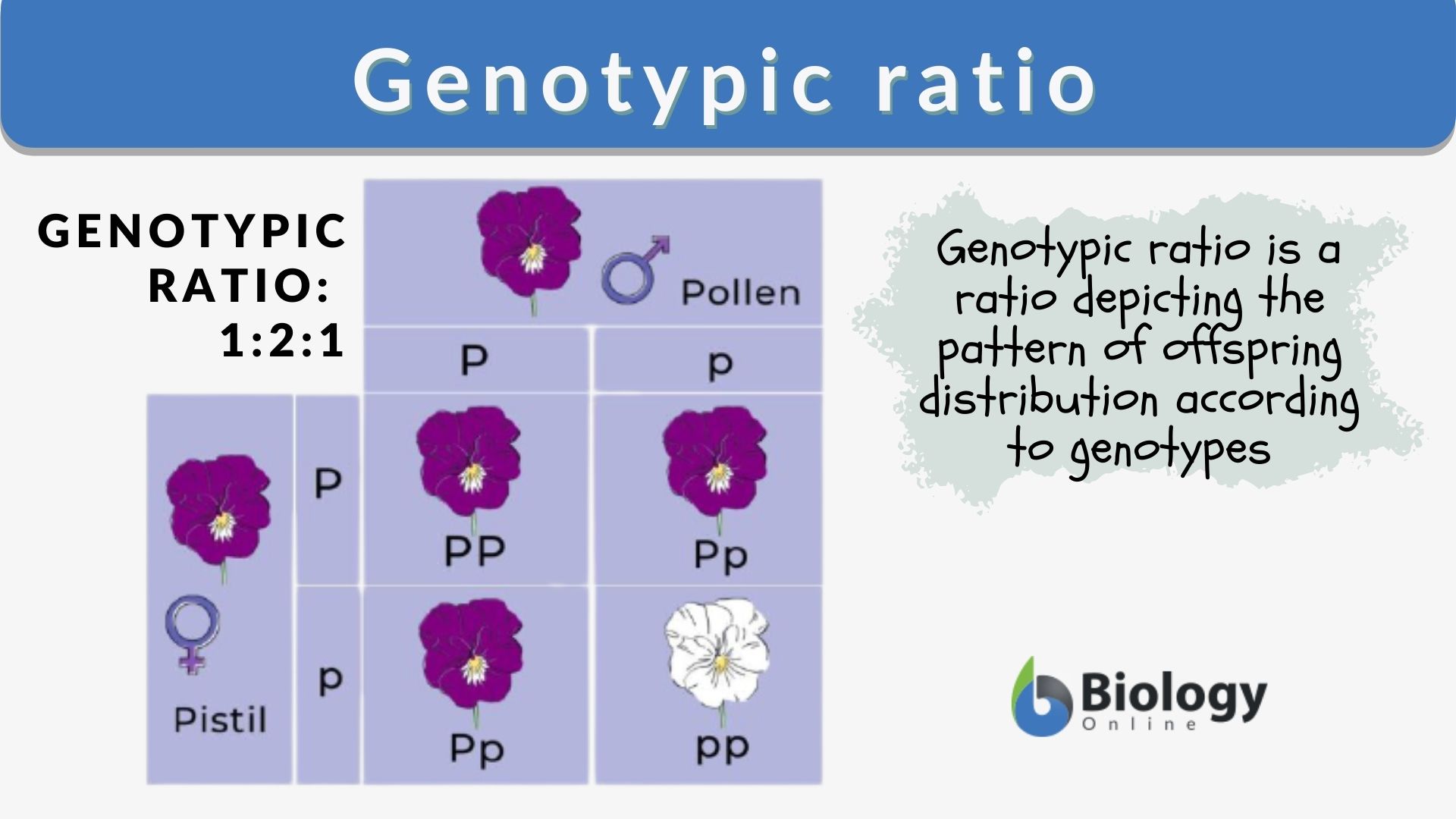 Genotype Vs Phenotype Punnett Square