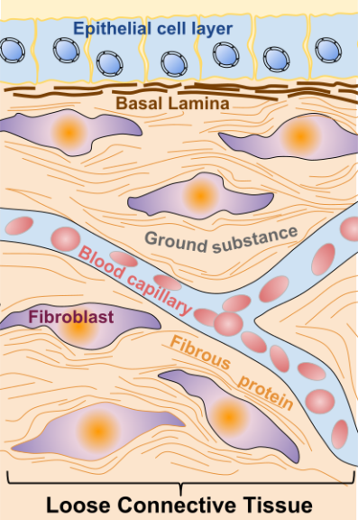 ground substance in the extracellular spaces