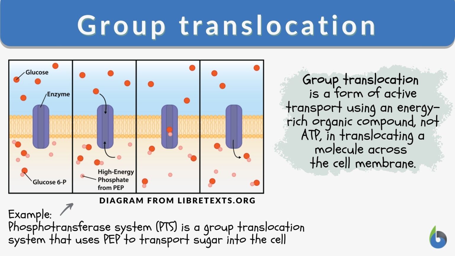 group-translocation-definition-and-examples-biology-online-dictionary