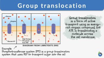 Group translocation - Definition and Examples - Biology Online 