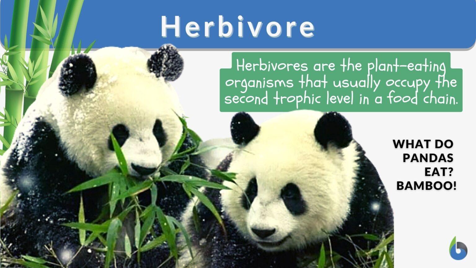 Herbivore Children's Dictionary Definition at Kimberly Holt blog