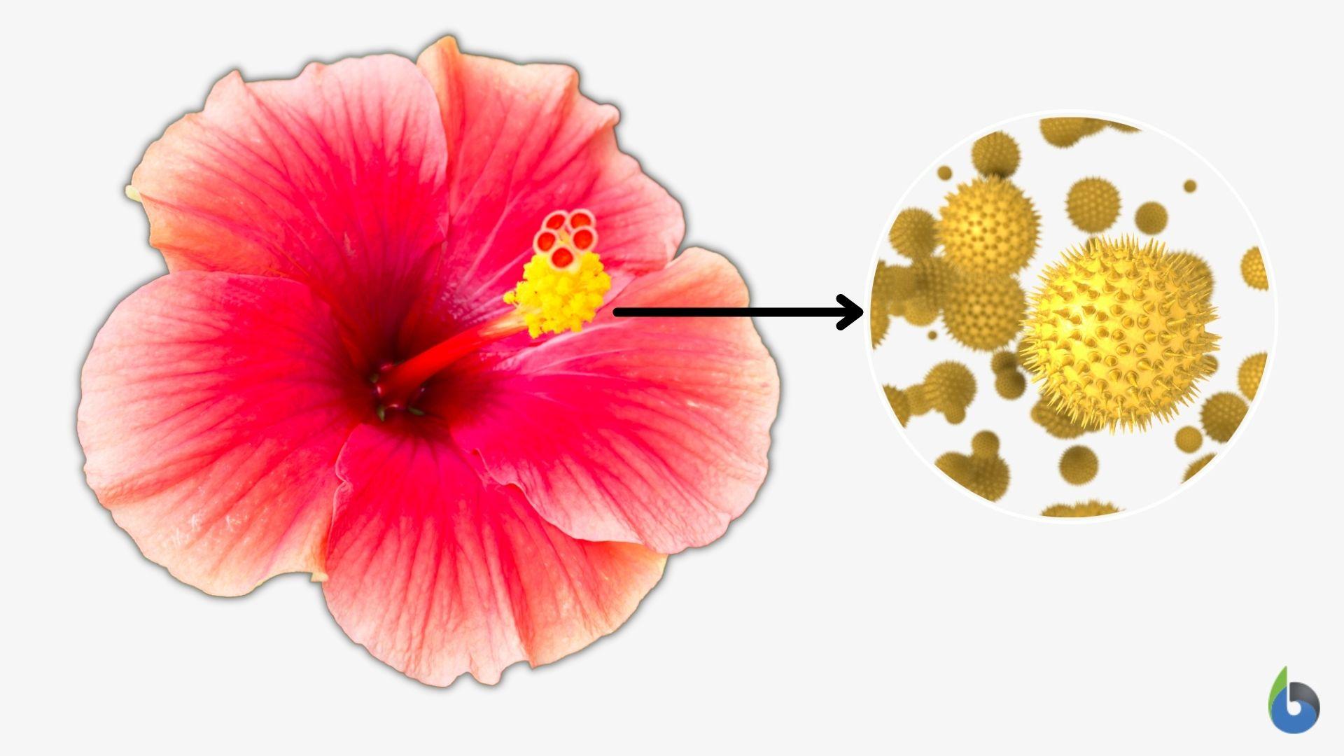 Pollen Grain Definition and Examples - Biology Online Dictionary