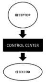 Homeostasis - Definition and Examples - Biology Online Dictionary