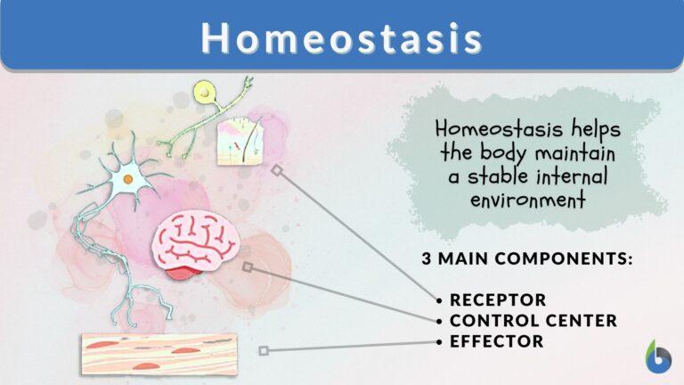 homeostasis-definition-and-examples-biology-online-dictionary