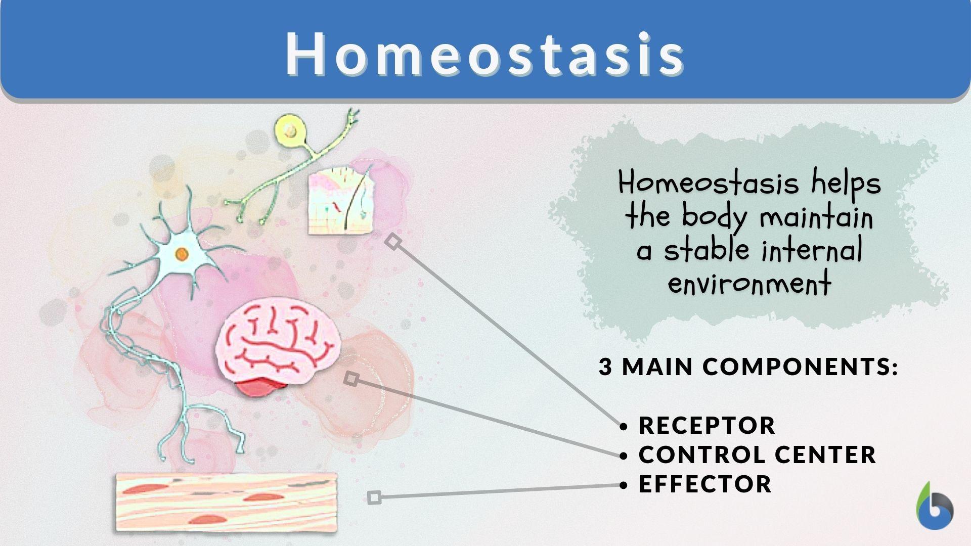 homeostasis in humans diagram