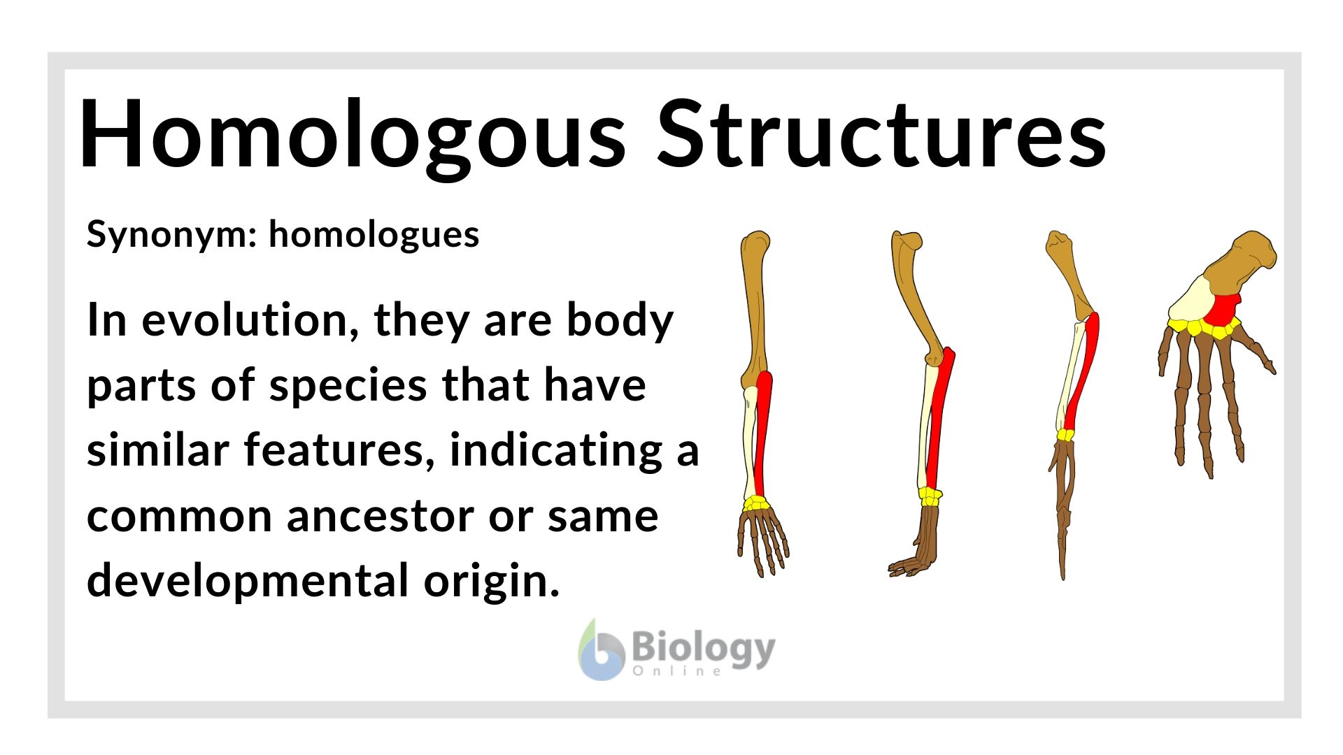 Diagram Of Homologous Structures