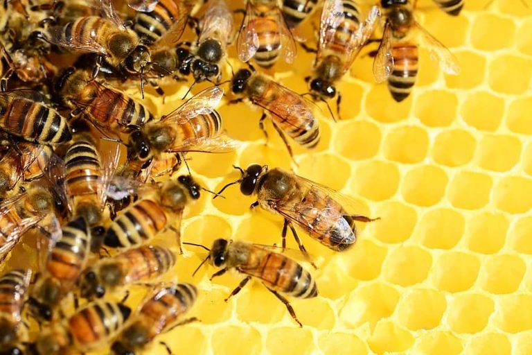 honeybee-definition-and-examples-biology-online-dictionary