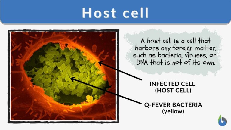 host-cell-definition-and-examples-biology-online-dictionary